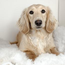 Wrangler - Dachshund