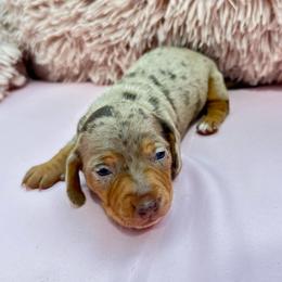 Ferb - Dapple male Dachshund puppy in Homstead, Florida from Bravo Dachshunds