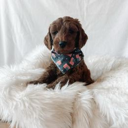 Simba - Red  male Goldendoodle puppy in Bellevue, Iowa from River Town Doodles