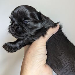 Sweet Girl 2 - Black female Shih Tzu puppy in Surry, Maine from McKayla Hairston