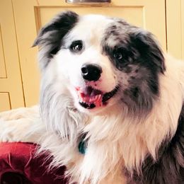 Finnegan - Border Collie