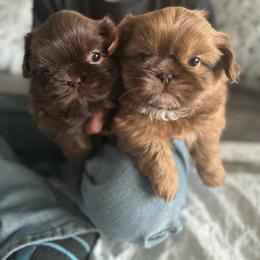 Shih Tzu Puppies from Butterfly Shih Tzu Pups