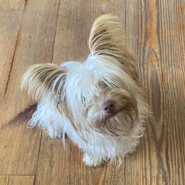 Fallon - Yorkshire Terrier