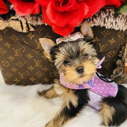 Yorkshire Terrier Puppies from Green Mountain Designer Yorkies
