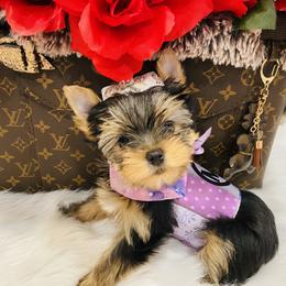Yorkshire Terrier Puppies from Green Mountain Designer Yorkies