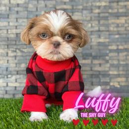 Luffy - Liver and white male Shih Tzu puppy in San Tan Valley, Arizona from My Puppy Tzu