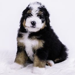 Mauve Collar Girl - Tri-color female Bernedoodle puppy in Hebron, Indiana from Duneland Doodles
