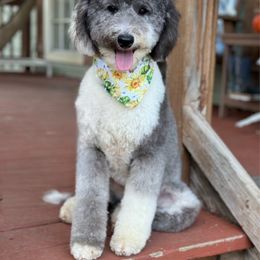 Bonnie - Sheepadoodle