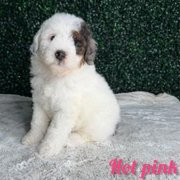 Hot pink girl - Merle female Bernedoodle puppy in Modesto, California from Two Doods Doodles