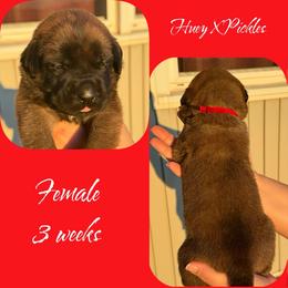 Chloe - Apricot female Mastiff puppy in Carthage, Missouri from Mama’s Mastiffs