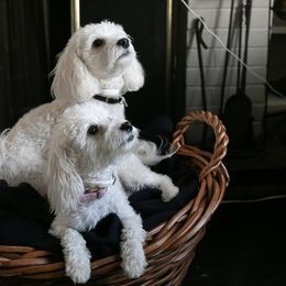 Precious - Maltipoo