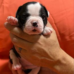 Jingle - Black and white male Boston Terrier puppy in Kingsport, Tennessee from Dreamweaver Bostons