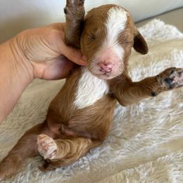 Reef - Red  male Goldendoodle puppy in Brooksville, Florida from Abby’s Standard Goldendoodles