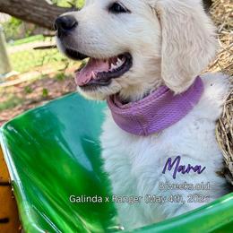 Mara - Light golden female Golden Retriever puppy in Cashion, Oklahoma from Aurum Purus Golden Retrievers