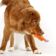 Boykin Spaniel and Nova Scotia Duck Tolling Retriever Puppies from Beekauz Kennel