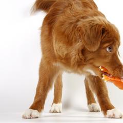Boykin Spaniel and Nova Scotia Duck Tolling Retriever Puppies from Beekauz Kennel