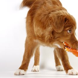 Boykin Spaniel and Nova Scotia Duck Tolling Retriever Puppies from Beekauz Kennel