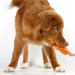 Boykin Spaniel and Nova Scotia Duck Tolling Retriever Puppies from Beekauz Kennel