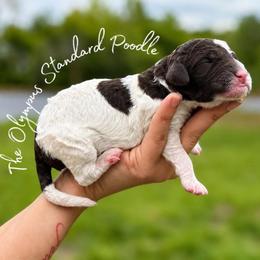 Anthony Bridgerton - Parti male Poodle puppy in Spring Hills, Florida from The Olympus Standard Poodle