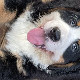 Boy 3 - Bernese Mountain Dog puppy in Manning, South Carolina from D’S Bernese Mountain Dogs