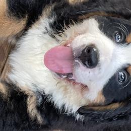 Boy 3 - Bernese Mountain Dog puppy in Manning, South Carolina from D’S Bernese Mountain Dogs
