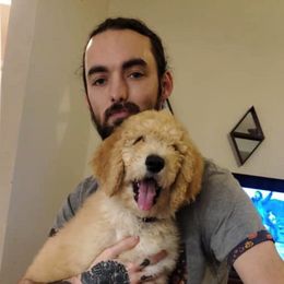 Goldendoodle All Grown Up from Tambre's Goldendoodles