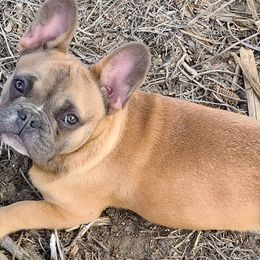 Boston Terriers and French Bulldogs from Sharp Dressed Bostons & Frenchies