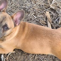 Boston Terriers and French Bulldogs from Sharp Dressed Bostons & Frenchies