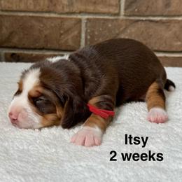 Itsy - Brown white and tan female Beagle puppy in Rogersville, Missouri from Hales Little Beagle Haven