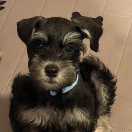 Miniature Schnauzer Puppies from Miniature Schnauzer Paradise llc