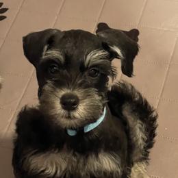 Miniature Schnauzer Puppies from Miniature Schnauzer Paradise llc