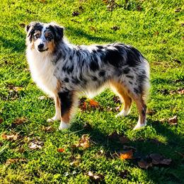 Vera - Australian Shepherd