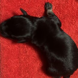 Girl 1 - Black and silver Miniature Schnauzer puppy in Dunkirk, Indiana from Walker's Schnauzers