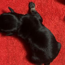 Girl 1 - Black and silver Miniature Schnauzer puppy in Dunkirk, Indiana from Walker's Schnauzers