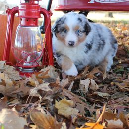 Australian Shepherds from BC Australian Shepherds