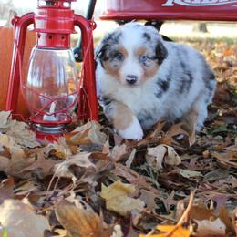 Australian Shepherds from BC Australian Shepherds
