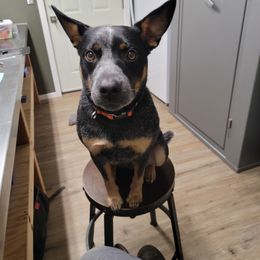 Australian Cattle Dog All Grown Up from Flying J Homestead Cattle Dogs