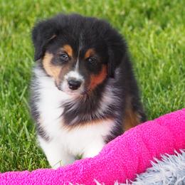 Michelob - Black tri-color male Australian Shepherd puppy in Cape Girardeau, Missouri from Promise Keeper Kennel