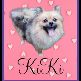 KiKi - Pomeranian