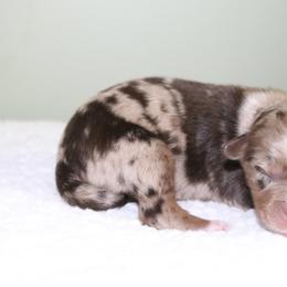 June-Bug - Red merle male Australian Shepherd puppy in Macon, Georgia from Shaina’s Shepherds