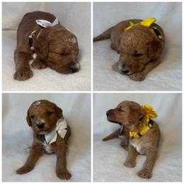 Dark Female - Red  female Goldendoodle puppy in Kingsville, Missouri from The Bruce Farm