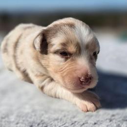 Girl 8 - Red merle female Australian Shepherd puppy in Solon, Maine from Mountain Range Australian Shepherds