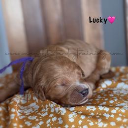 Lucky - Apricot female Goldendoodle puppy in Lancaster, Minnesota from North Star Dog Training