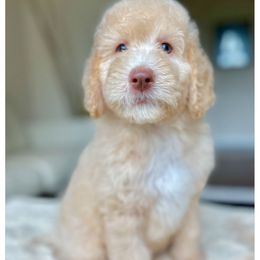 Noel - Apricot male Labradoodle puppy in San Antonio, Texas from I Love U Back Labradoodles, LLC