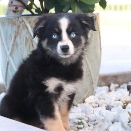 Kacey - Black tri female Miniature Australian Shepherd puppy in Goliad, Texas from Sassy Lil Aussies and Diamond W Poodles