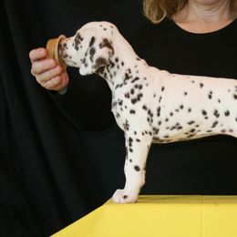 Girl (Yellow) - White and liver brown Dalmatian puppy in Spring Branch, Texas from D'vine Dalmatians