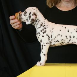 Girl (Yellow) - White and liver brown Dalmatian puppy in Spring Branch, Texas from D'vine Dalmatians