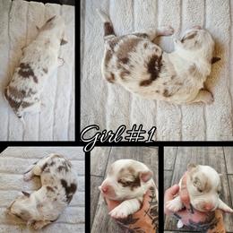 Girl 1 - Liver and white female Cardigan Welsh Corgi puppy in Natchitoches. La, Louisiana from Bleu Bayou Corgis