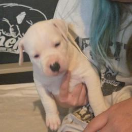 Tori - White female American Bulldog puppy in Abita Springs, Louisiana from Slumski's Bulldogs