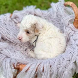 Reef - Parti male Poodle puppy in Dunn, North Carolina from Sandy Creek Kennels